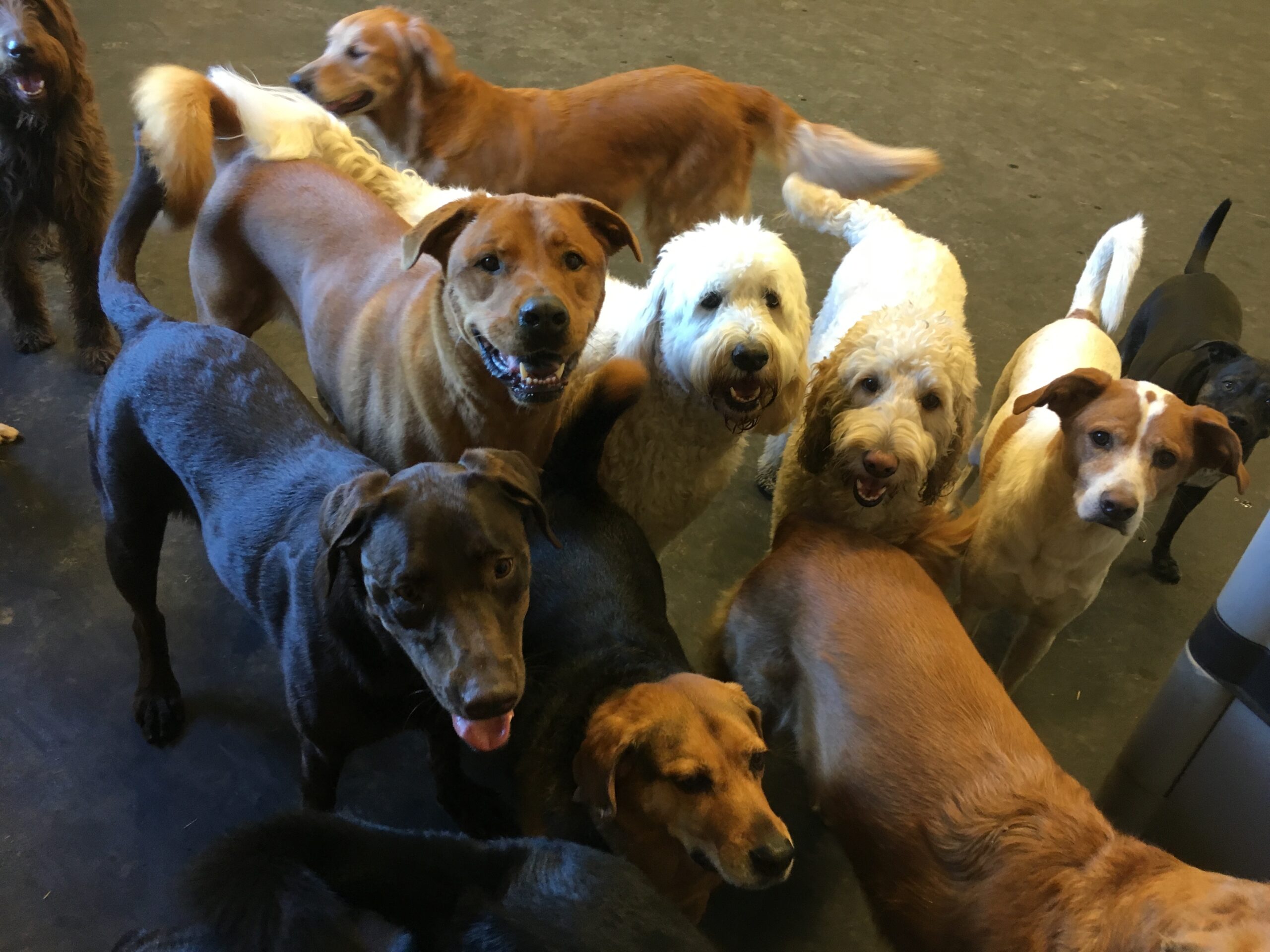 Daycare The Dog House of Lafayette